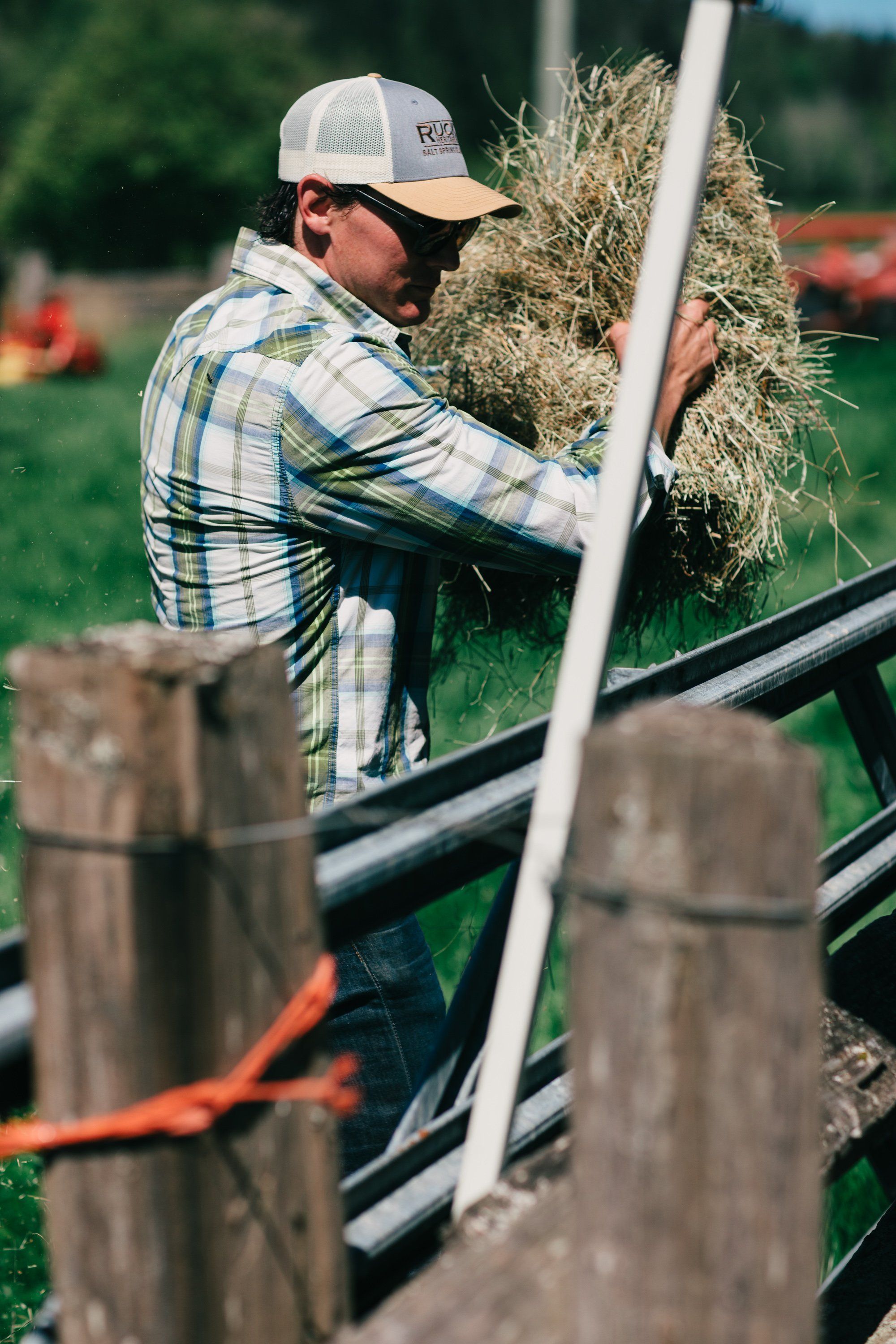 Farmer in plaid shirt and cap loads dried hay onto wooden-railed farm equipment in sunlit pasture