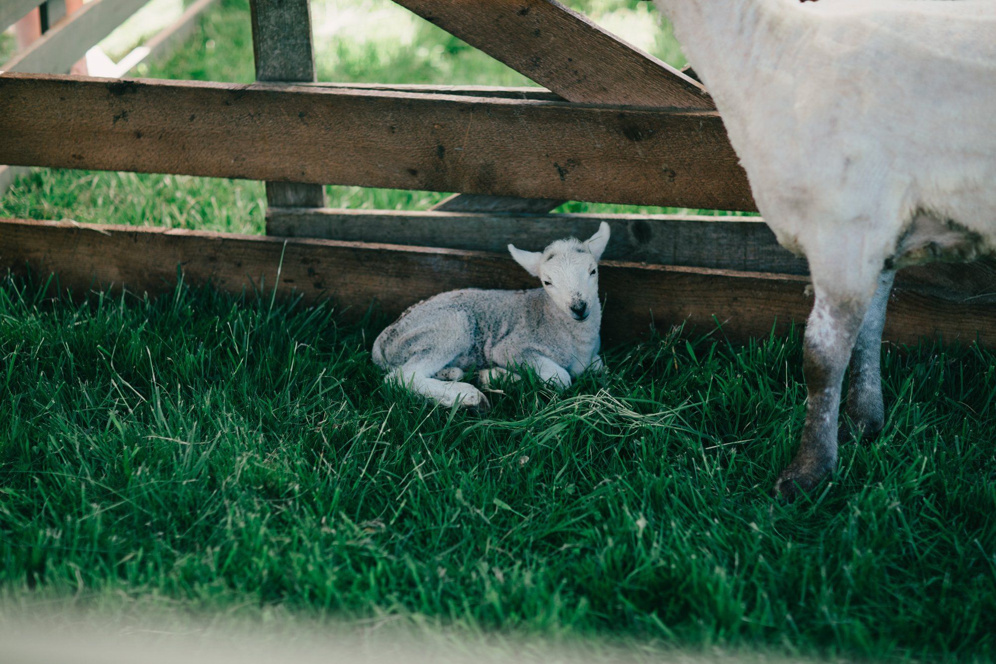 Young goat resting in grass beneath wooden farm fence on a bright day