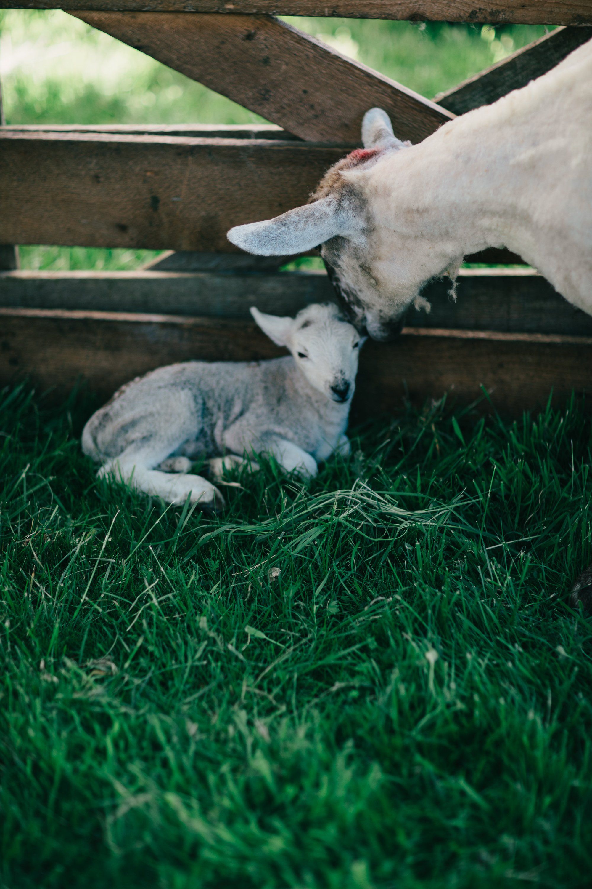 Adult goat nuzzles a young kid lying in grass beneath wooden farm fencing, soft natural light