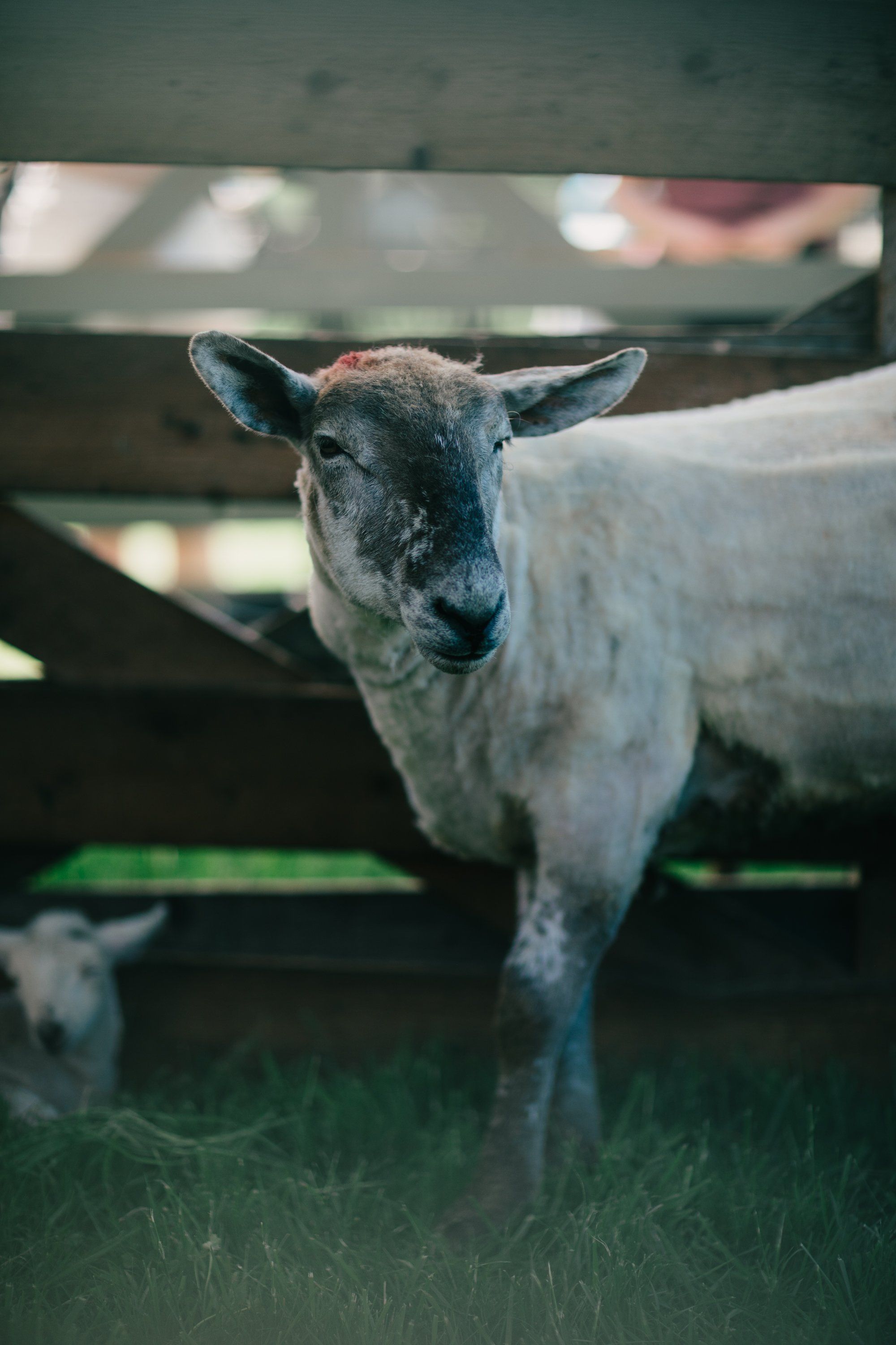 White goat standing in pasture beneath wooden farm fence, looking directly at camera with alert expression