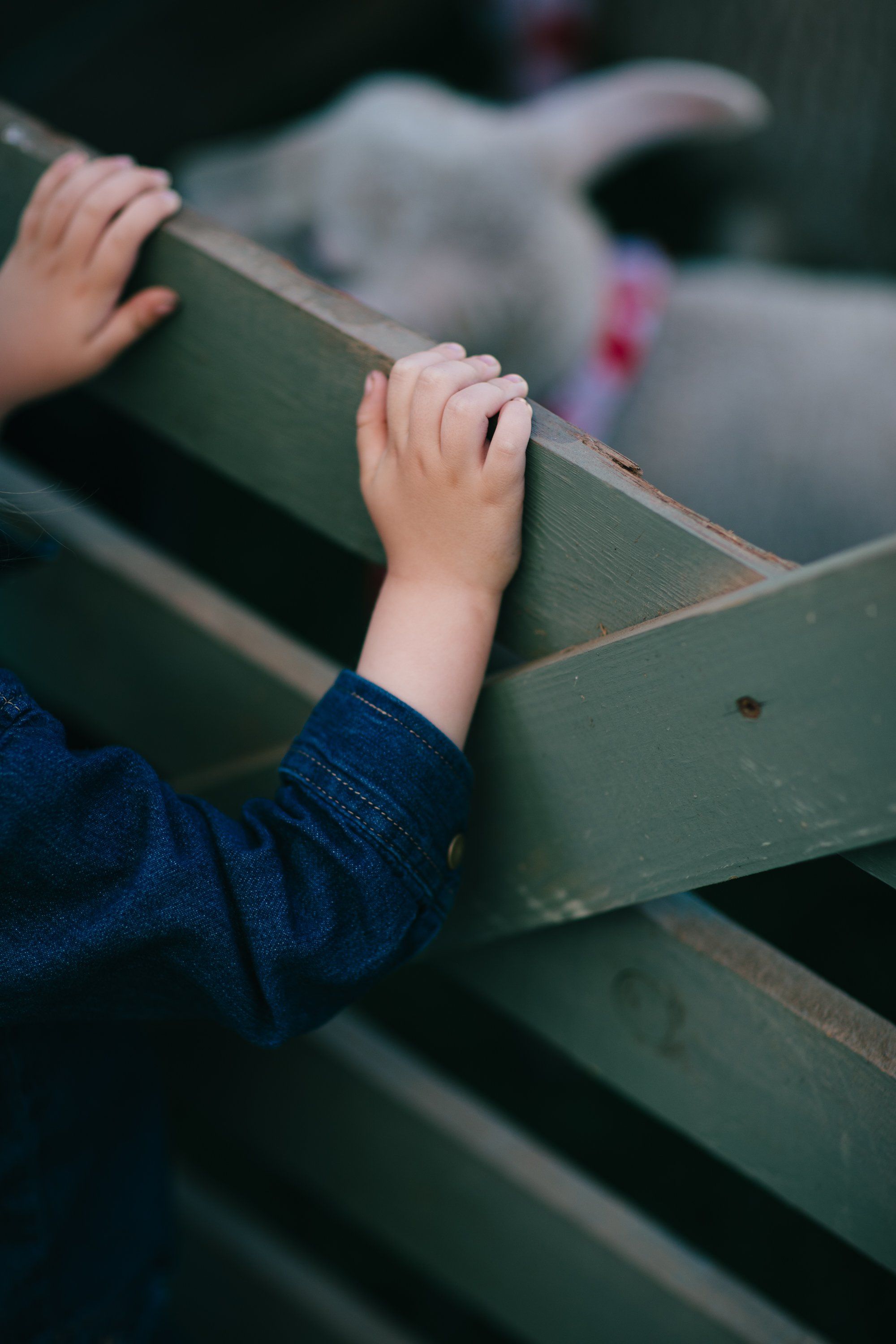 Small child's hands gripping weathered wooden fence rail at Ruckle Farm, soft natural light