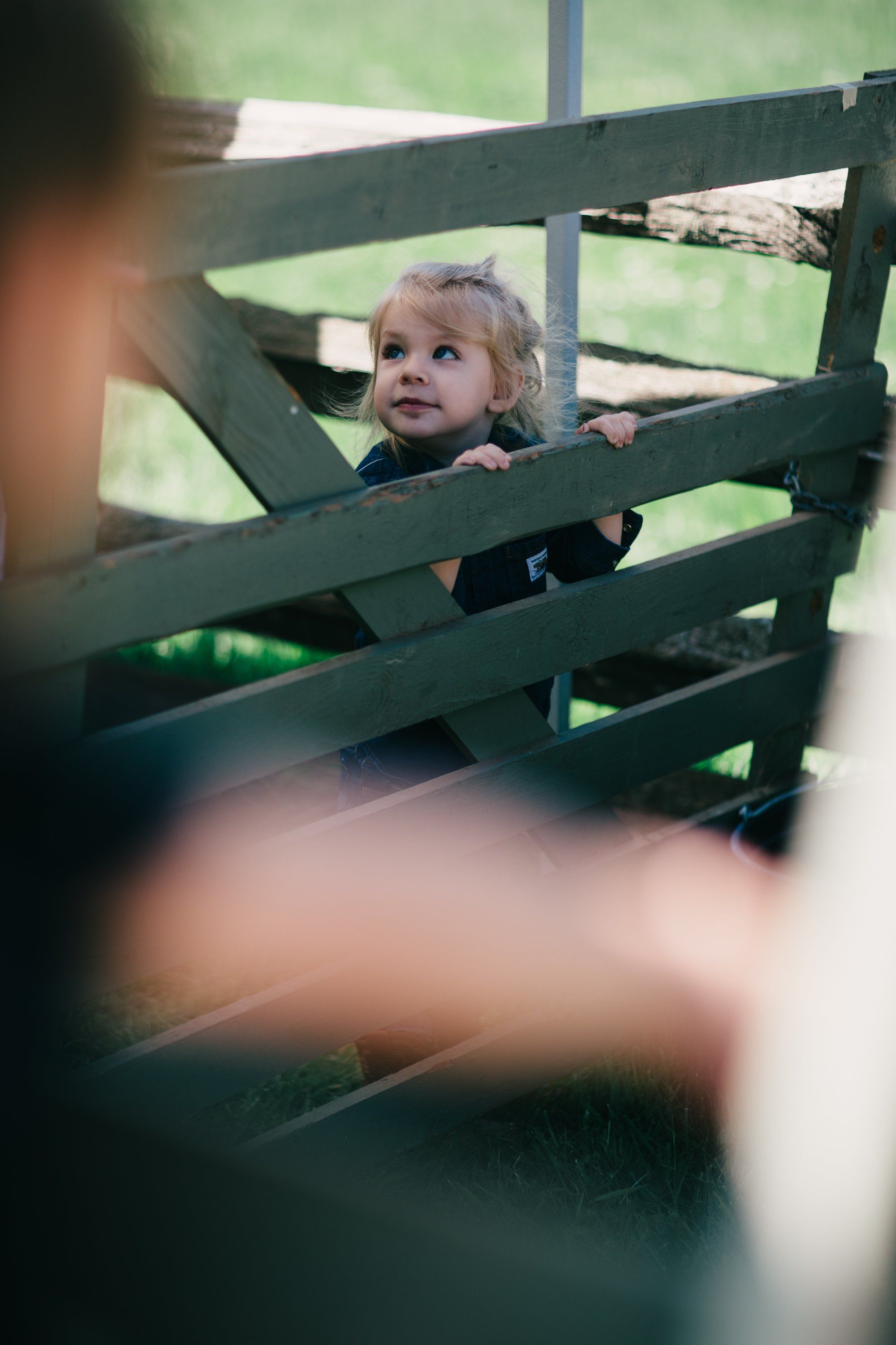 Toddler with blonde curls peering through wooden farm fence rails, soft natural light filtering through green fields behind