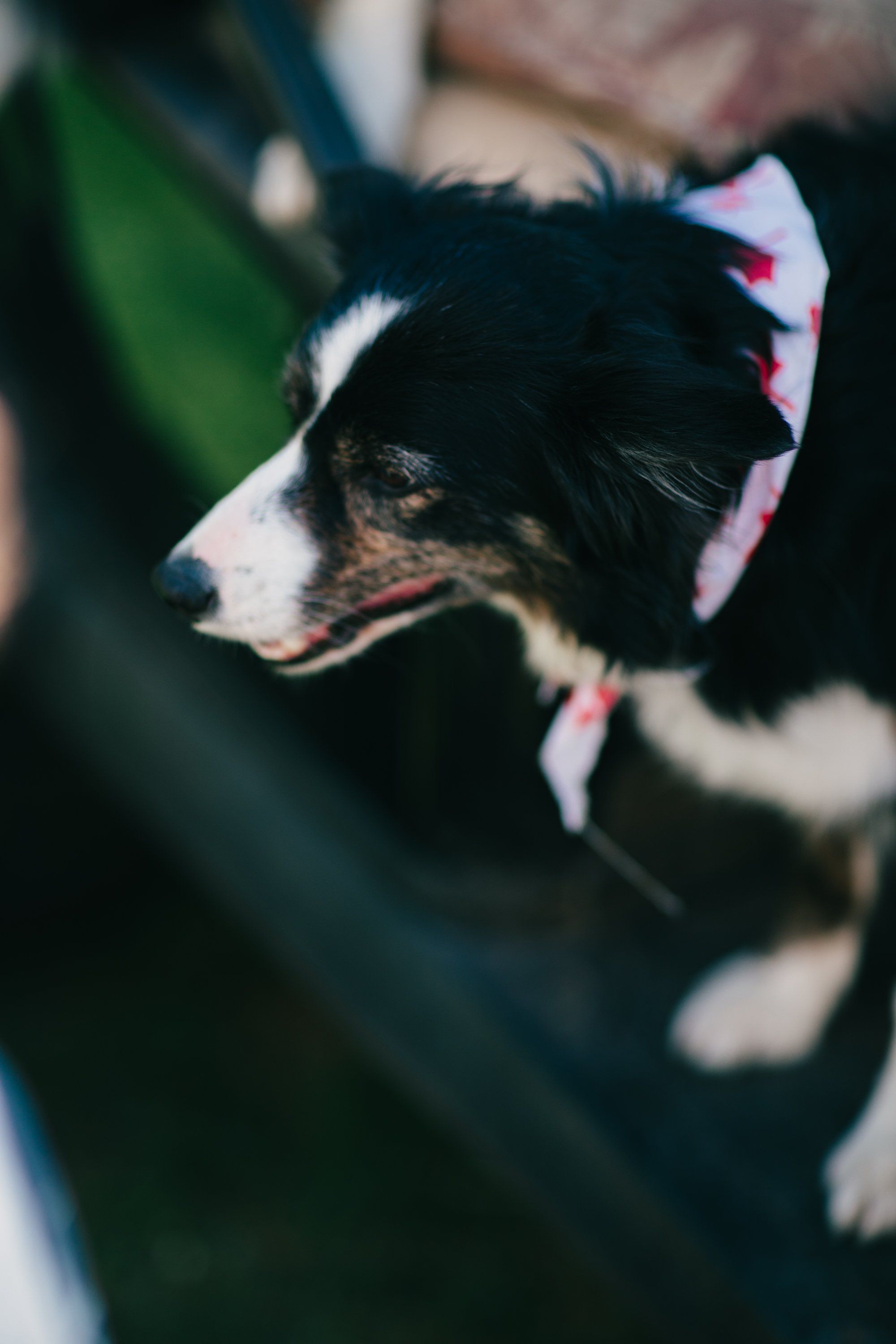 Black and white dog wearing a pink bow, held close in soft natural light at Ruckle Farm