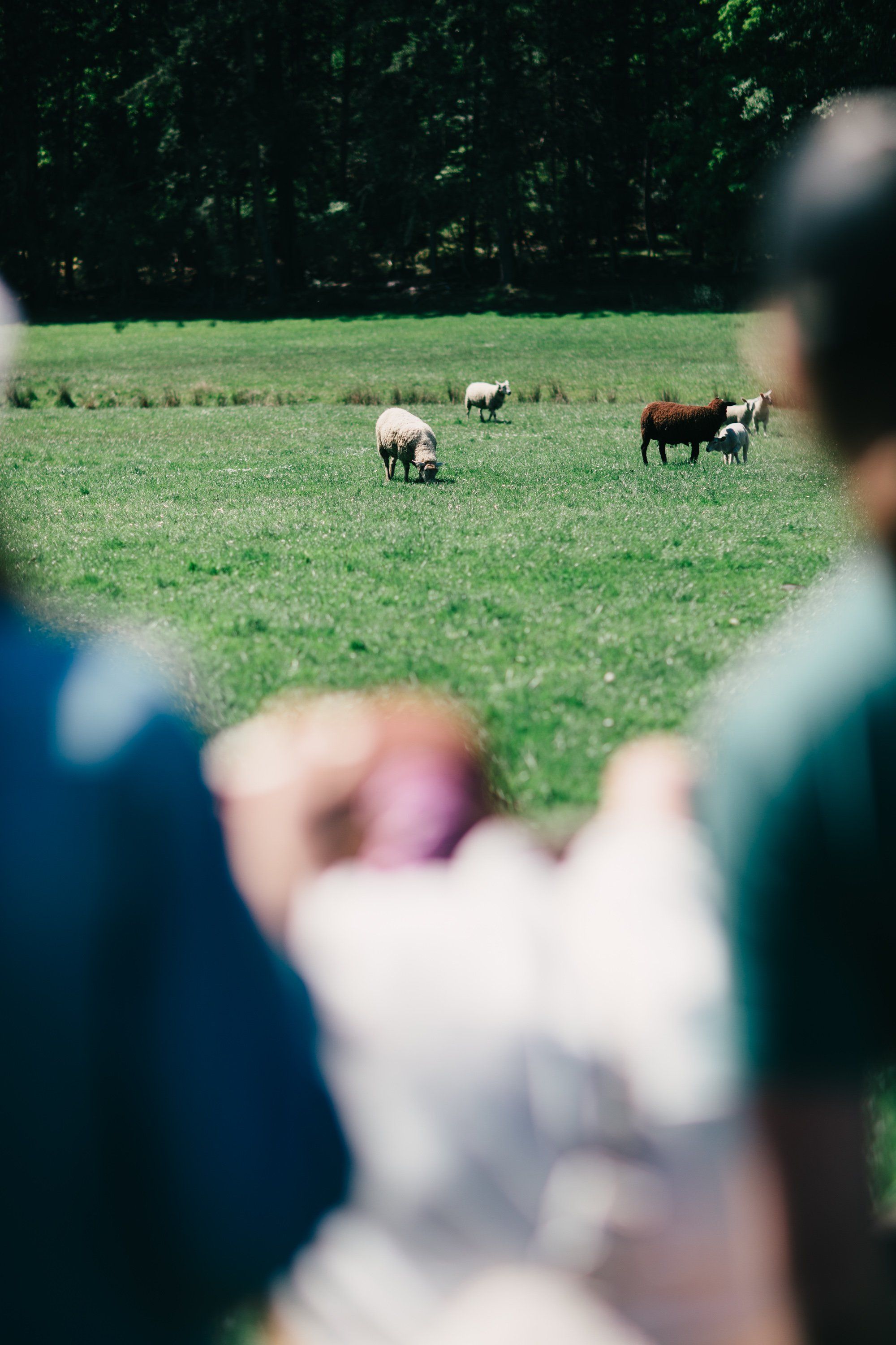 Person holding child's hand watching sheep graze in sunlit pastoral field with dark tree line beyond