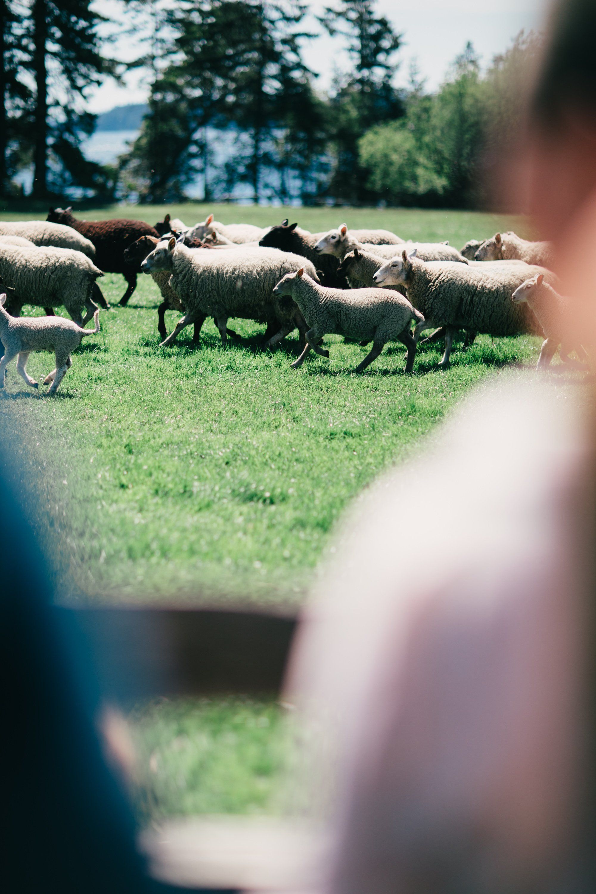 Sheep graze in a sun-dappled pasture while onlookers watch from the foreground, forested hills visible across the water