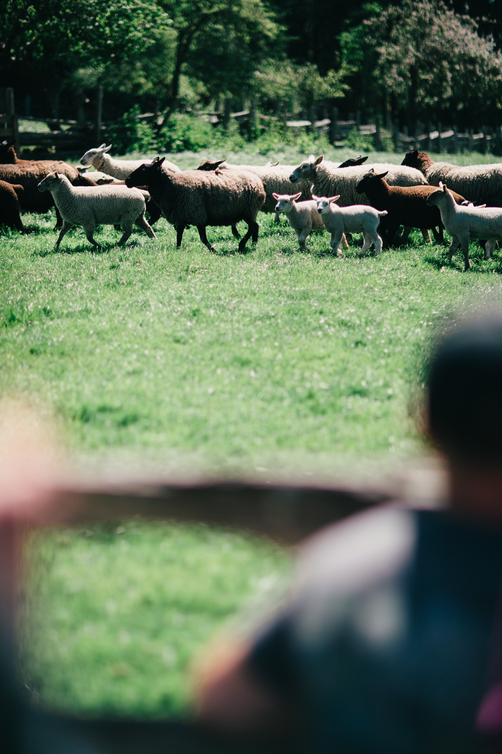 Herd of cattle grazing in sunlit pasture with blurred foreground figure watching from fence edge