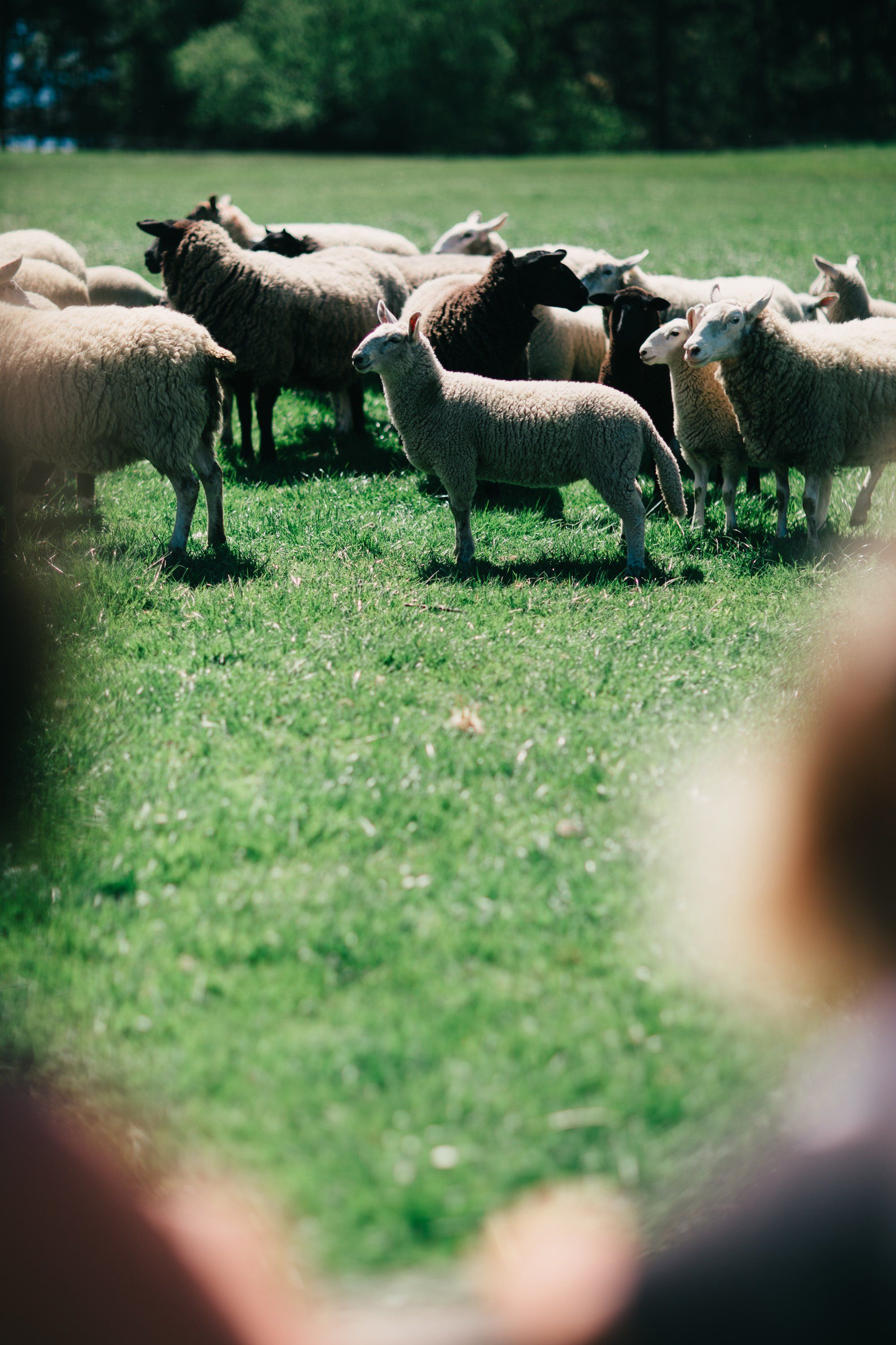 Flock of sheep grazing in bright sunlight on green pasture, viewed through soft foreground blur