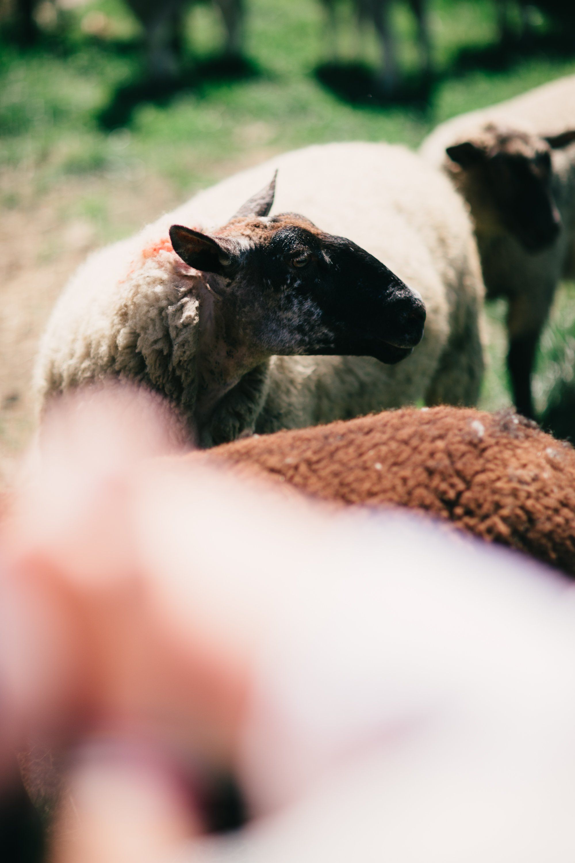Black-faced sheep with thick wool grazing in sunlit pasture, soft-focused hands in foreground suggesting intimate farm interaction