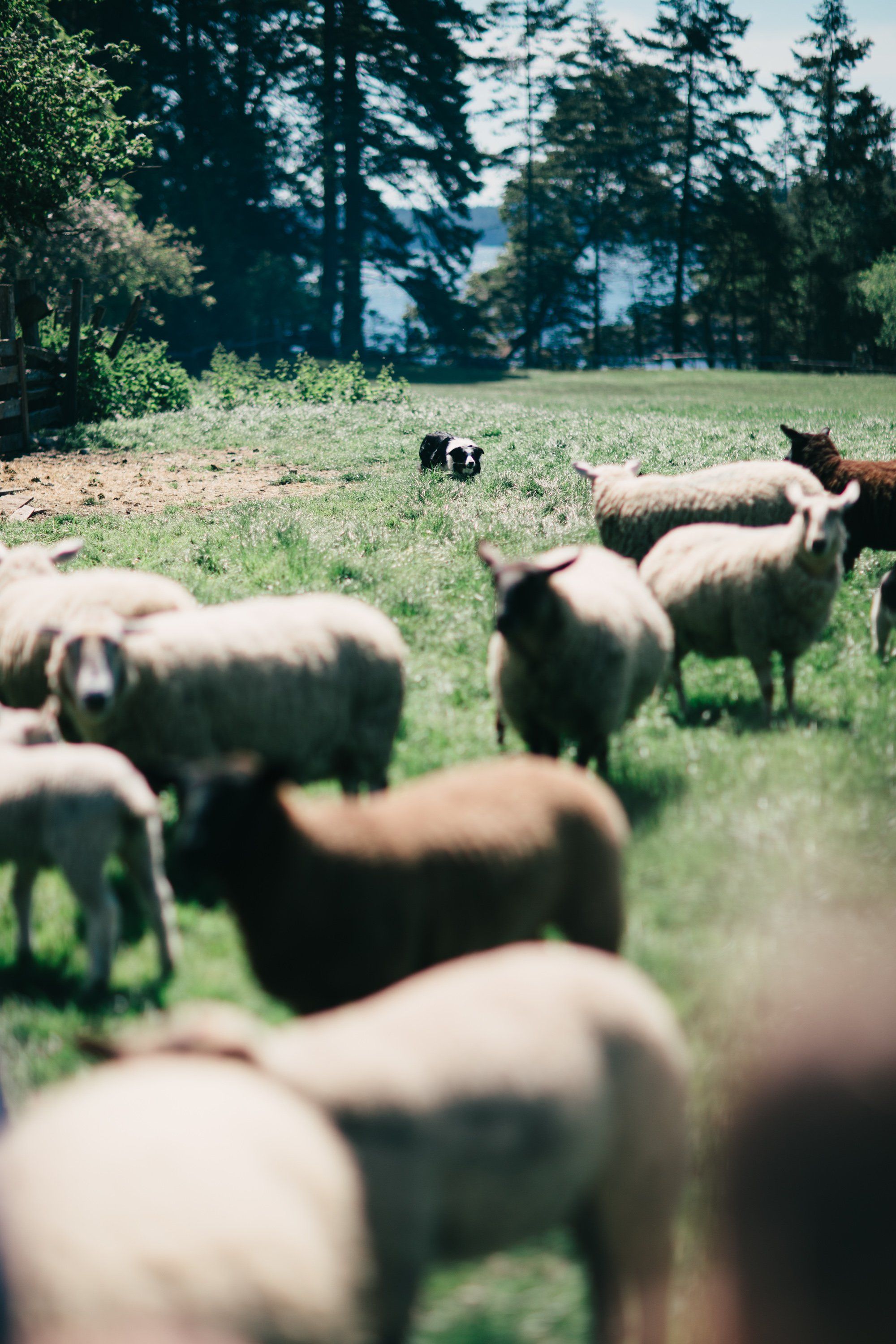 Sheep graze in a sunlit pasture with forested hills beyond, selective focus on woolly bodies in warm afternoon light
