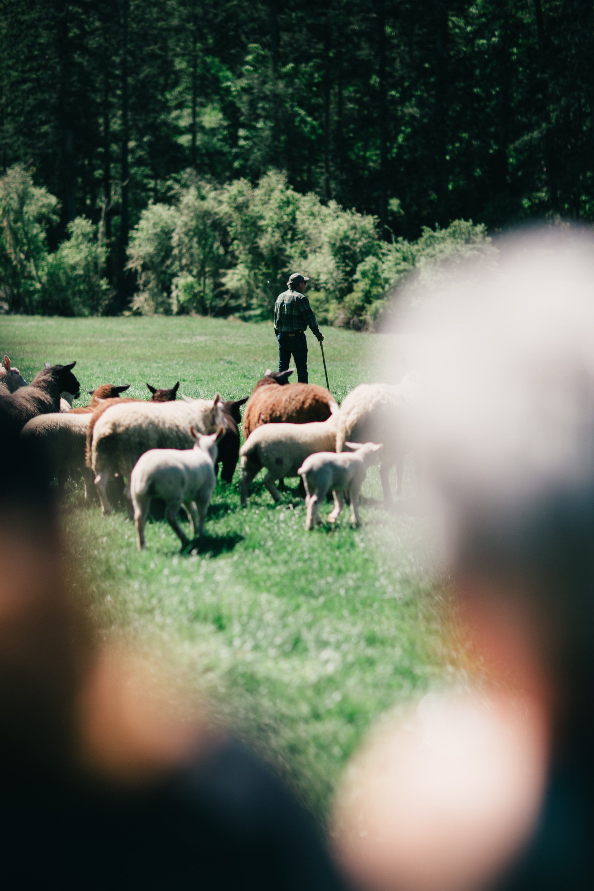 Shepherds tend a grazing flock across sun-dappled pasture bordered by dense forest, viewed through softly blurred foreground figures