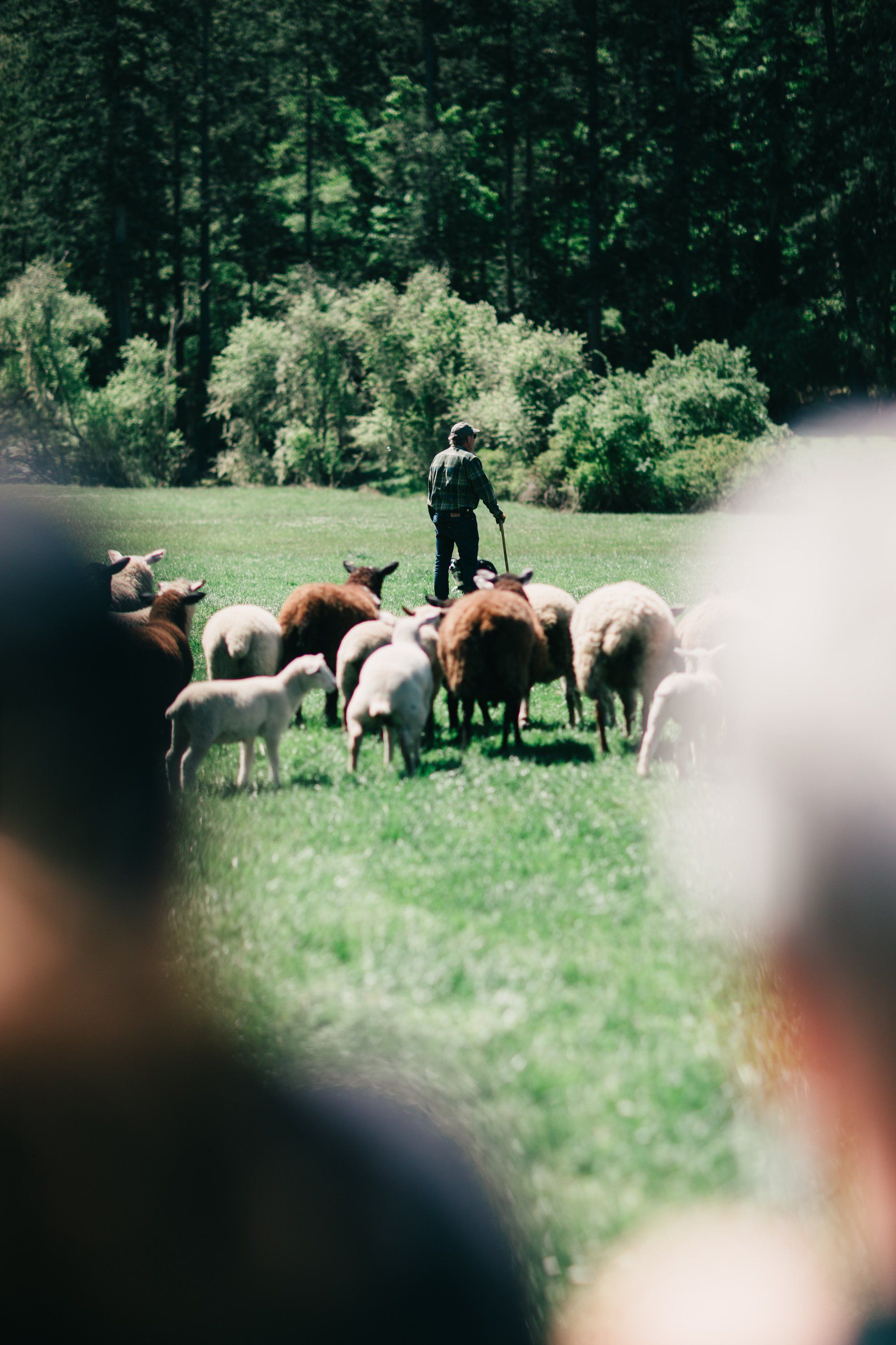 Shepherd with flock of sheep grazing in sunlit pasture backed by dense forest, photographed through blurred foreground foliage