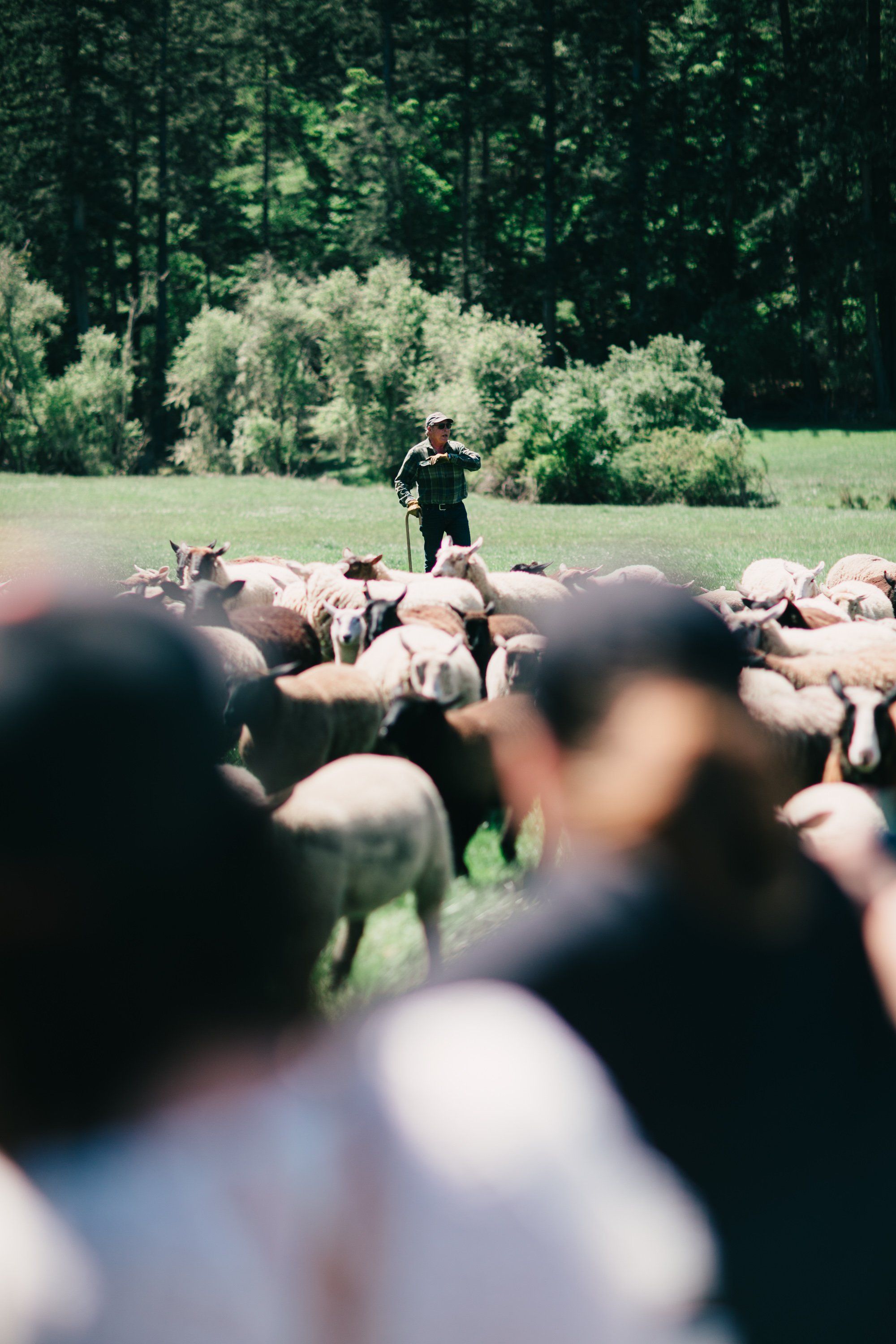 Shepherd stands among a flock of sheep in a sunlit pastoral field with dense green forest backdrop