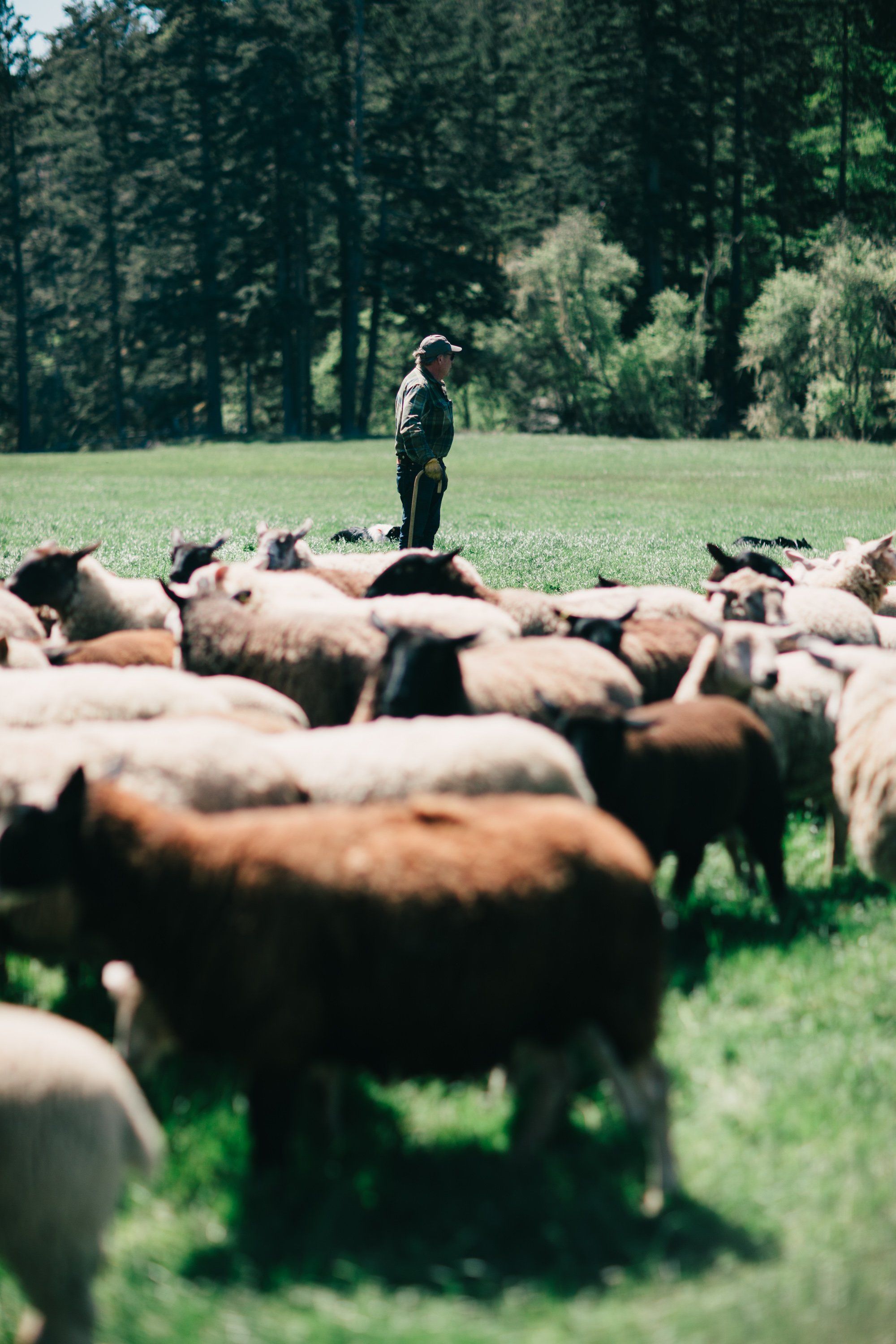 Farmer standing among a herd of cattle grazing in a sun-dappled pasture surrounded by tall evergreen trees