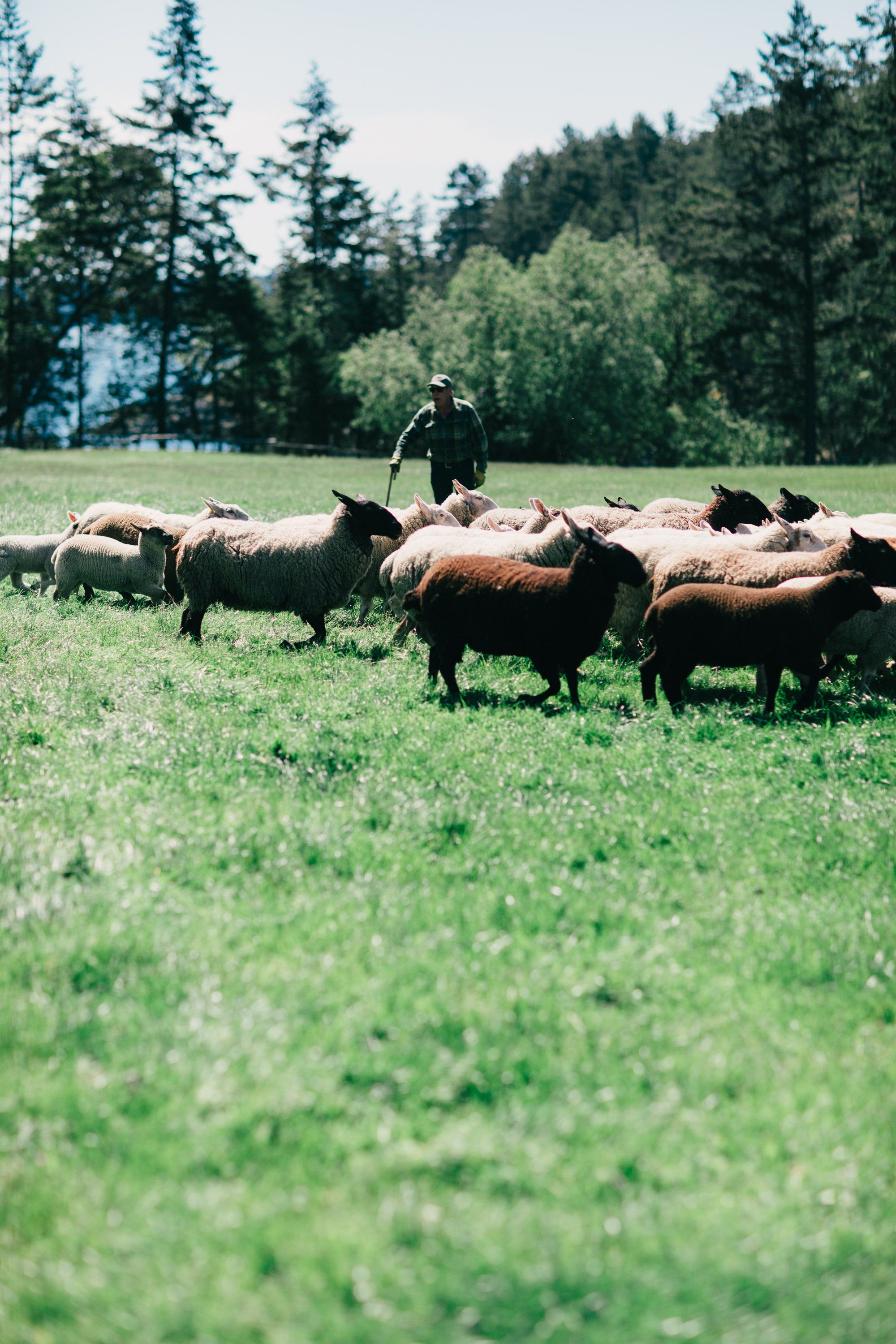 Herder on horseback moving a herd of brown cattle across sunlit pasture with evergreen forest backdrop