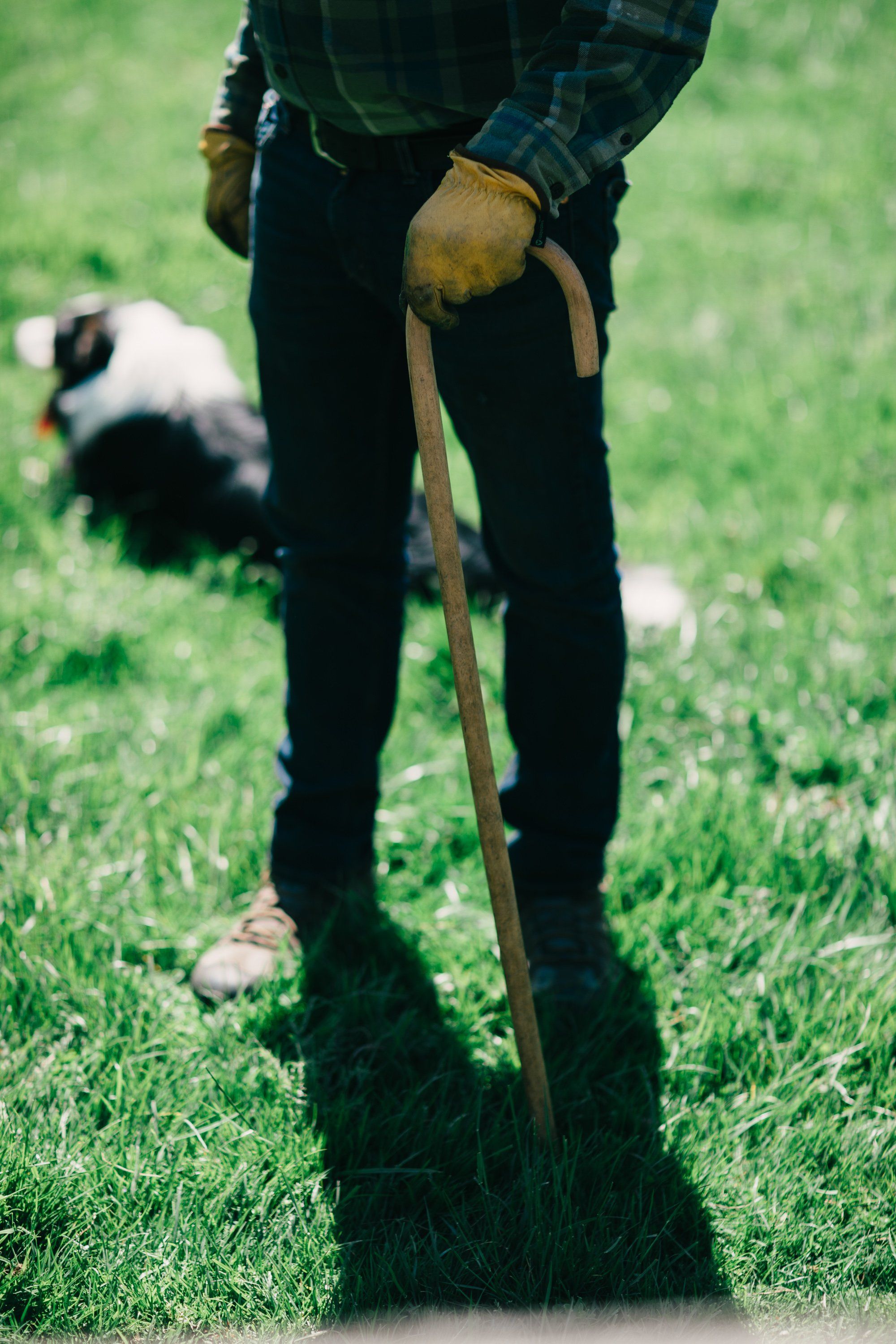 Farmer in work boots and plaid shirt holds a spade deep in rich green grass, with a herding dog blurred in the background