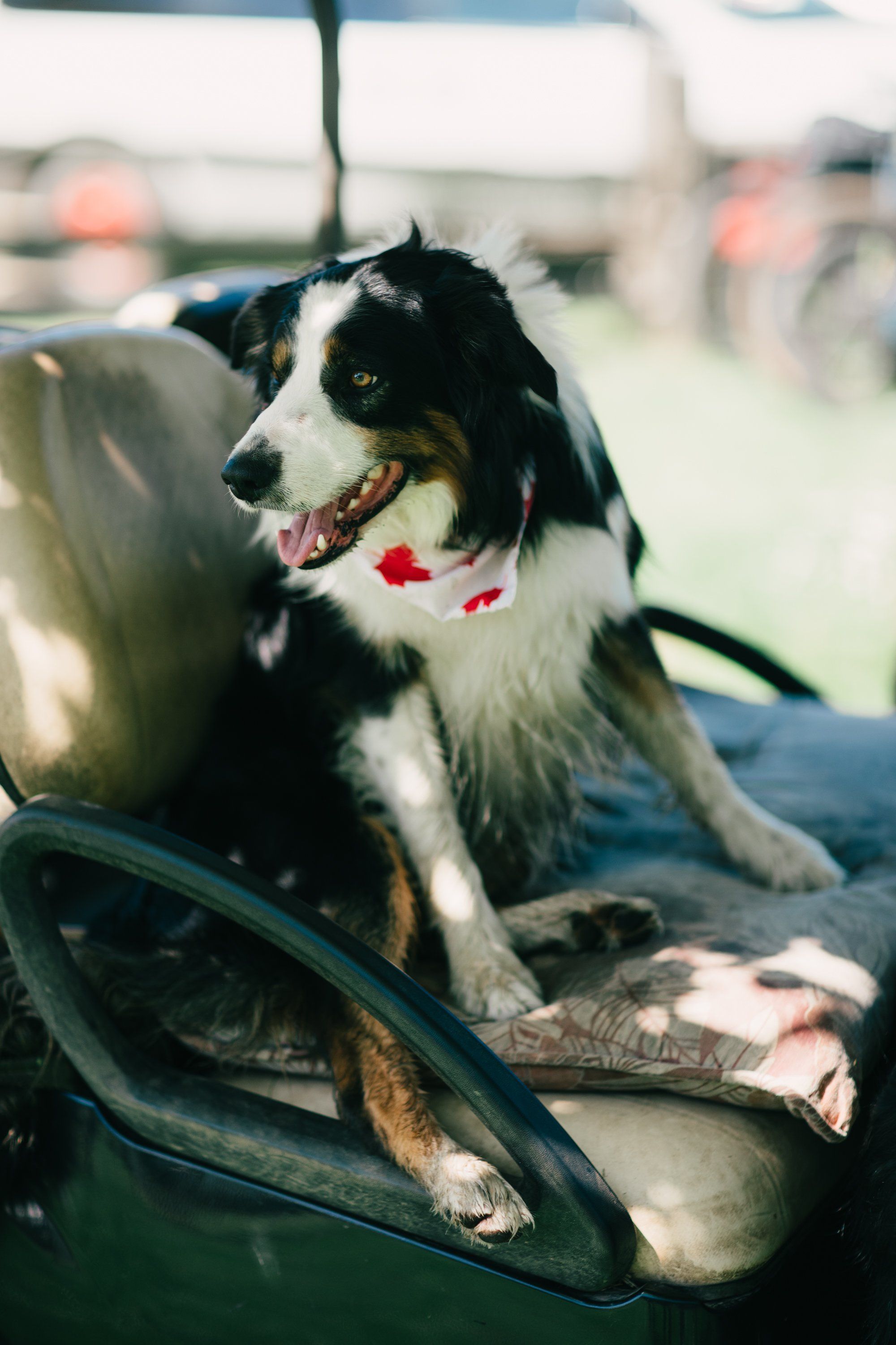 Black and white border collie with red bandana sits in boat at Ruckle Farm, soft natural light filtering through windows behind
