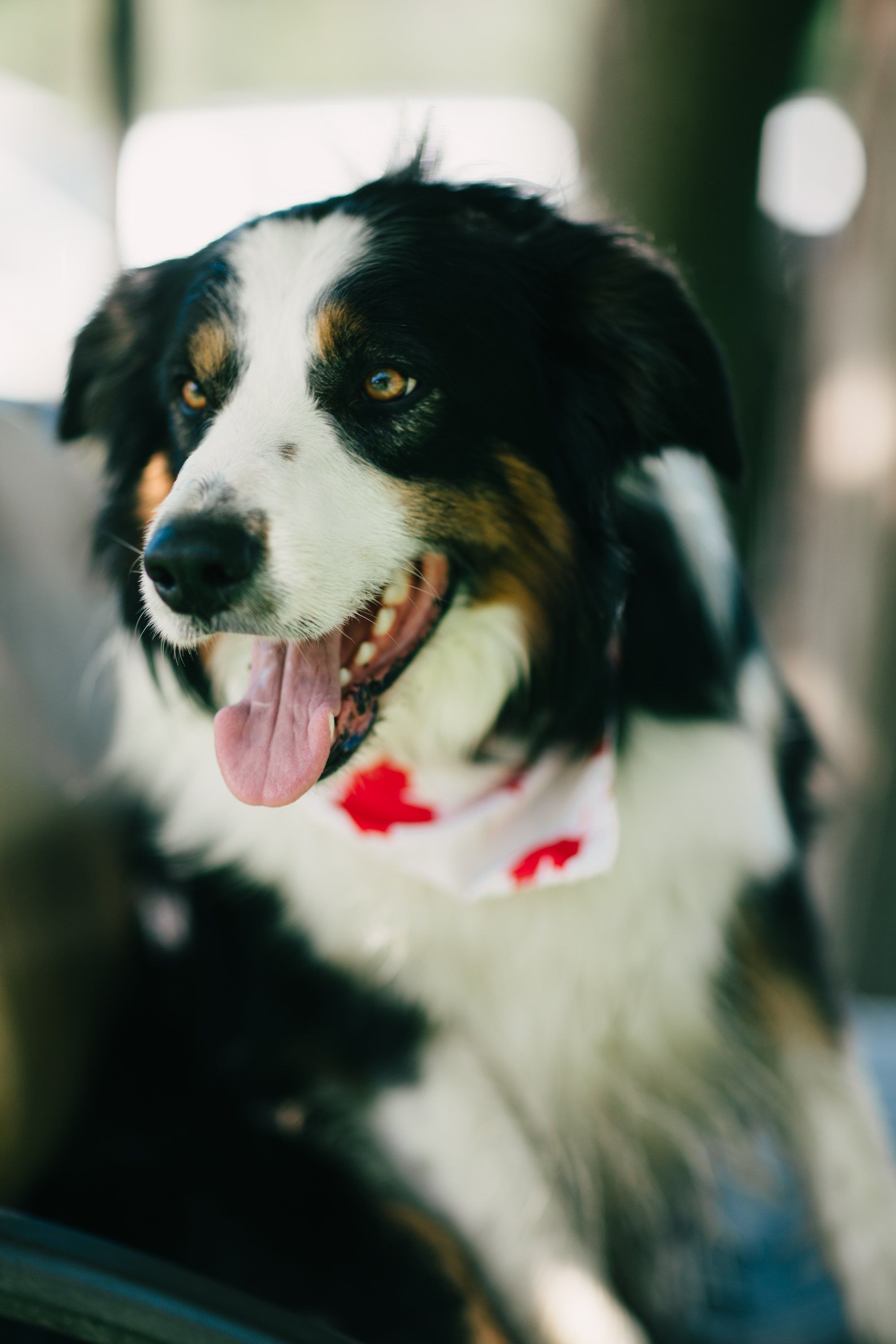 Black and white dog with golden eyes and pink tongue hanging out, wearing a red collar, looking directly at camera with soft outdoor light