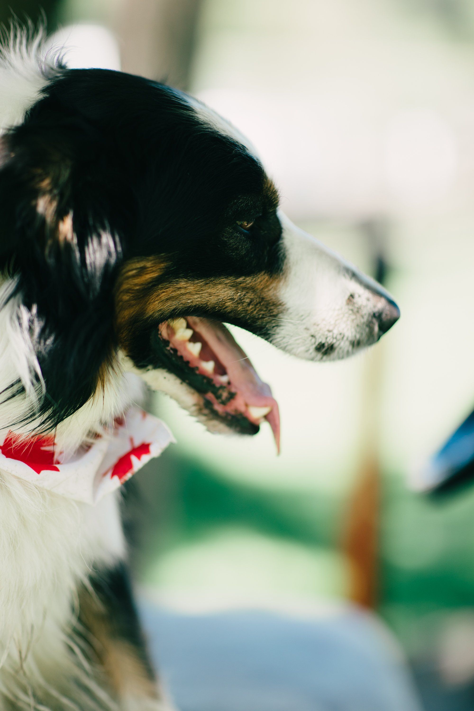 Close-up of a black and white dog with tan markings, tongue out, wearing a red collar, with soft-focused green field in background