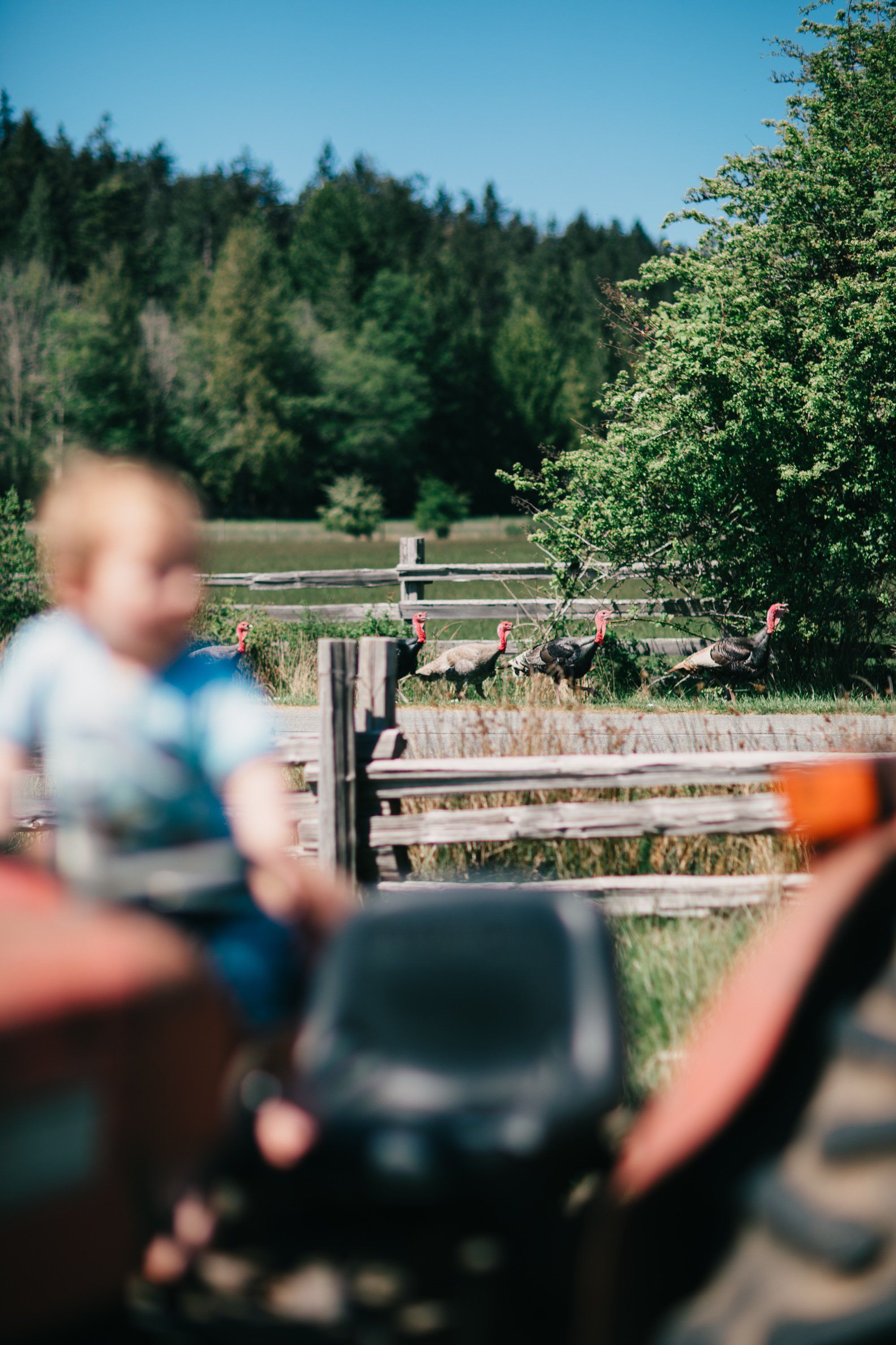 Child in blue shirt blurred in foreground with farm animals and wooden fence beyond, forested hills under clear sky