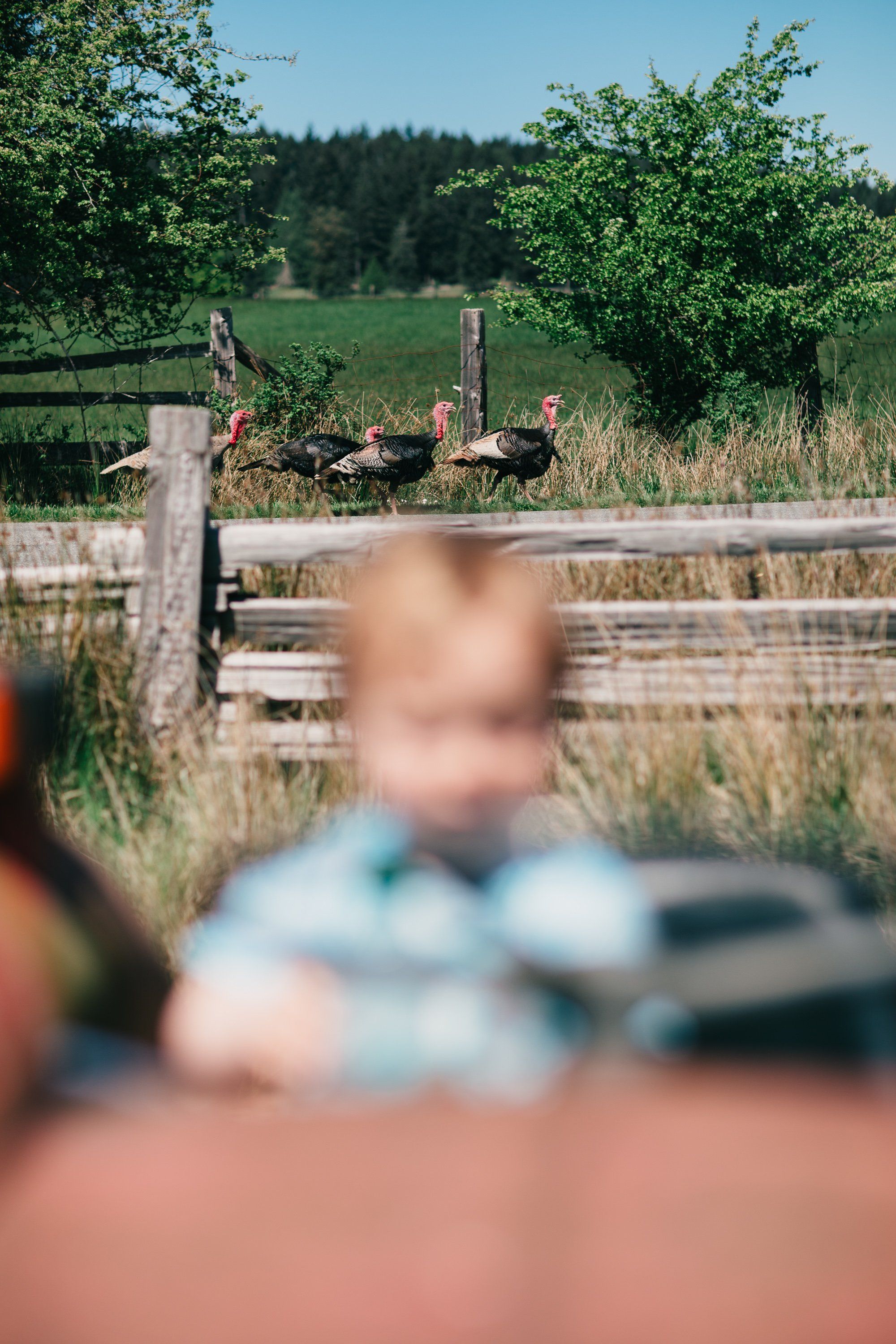 Geese graze beyond weathered farm fencing with soft-focus figures in foreground, pastoral fields and evergreens under bright daylight