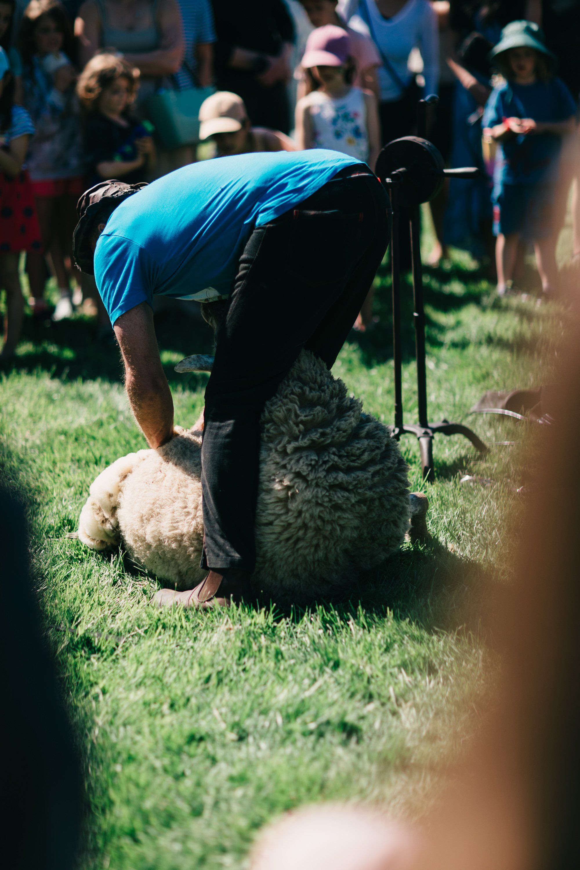 Shearer bending over a sheep on grass at Ruckle Farm with spectators gathered in bright daylight