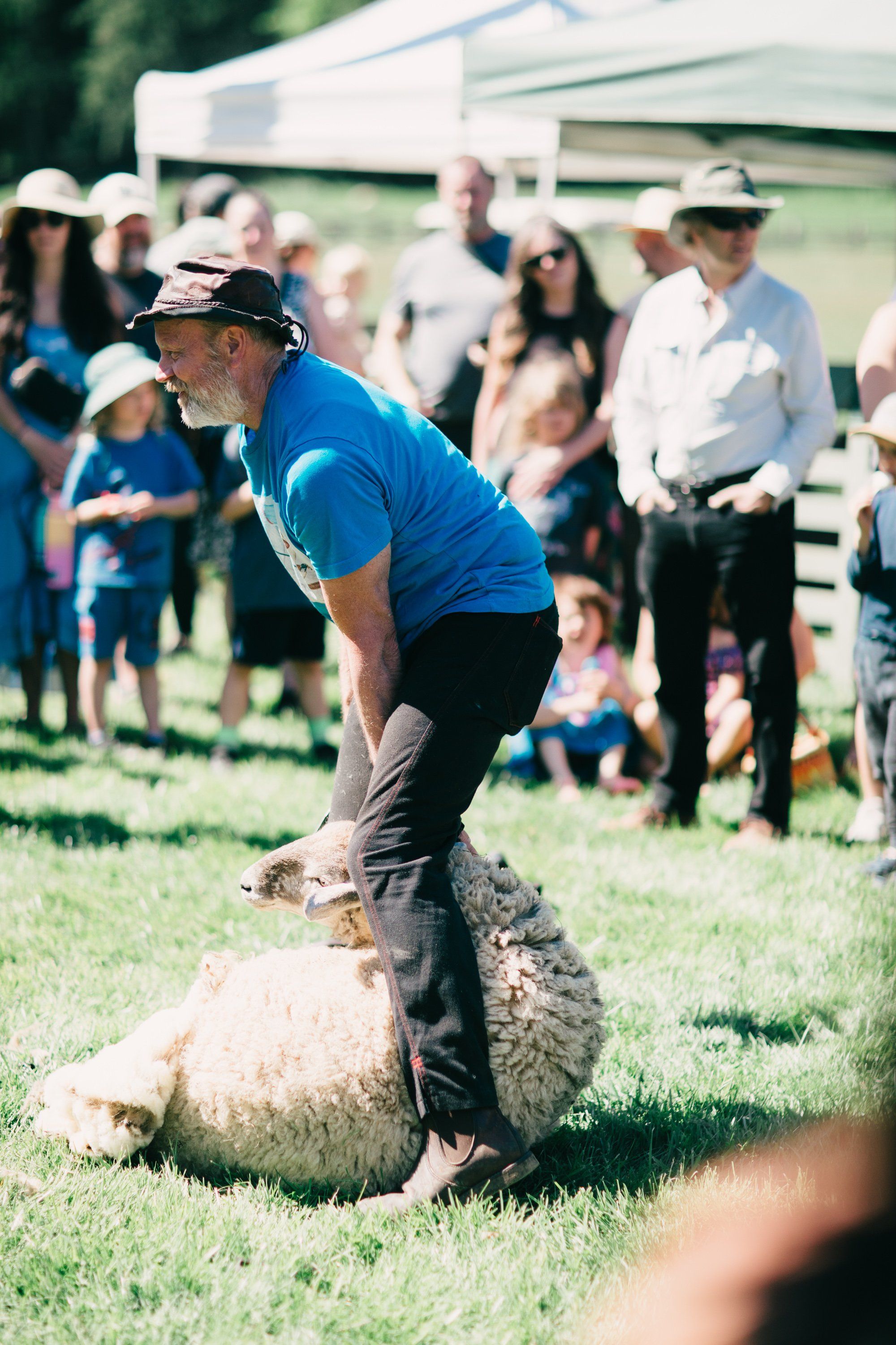 Man in blue shirt balancing on sheep's back at sunny farm gathering with spectators and tents