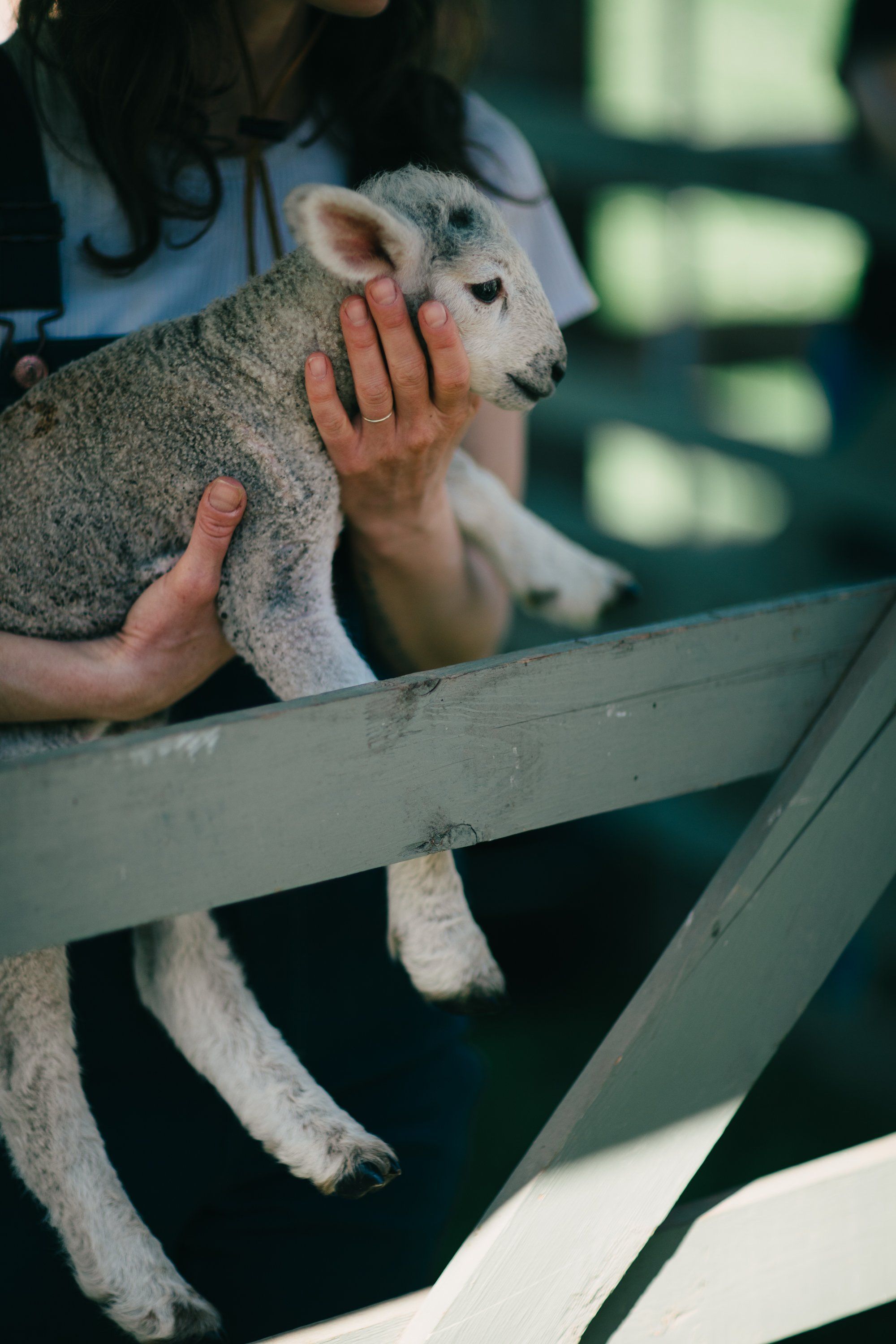 Hands gently cradling a young lamb wrapped in a grey blanket, soft natural light filtering through a wooden fence at a farm