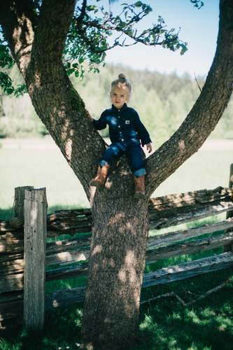 Child in blue jacket sitting in the forked branches of a large tree, with weathered fence and misty forest in soft-focus background
