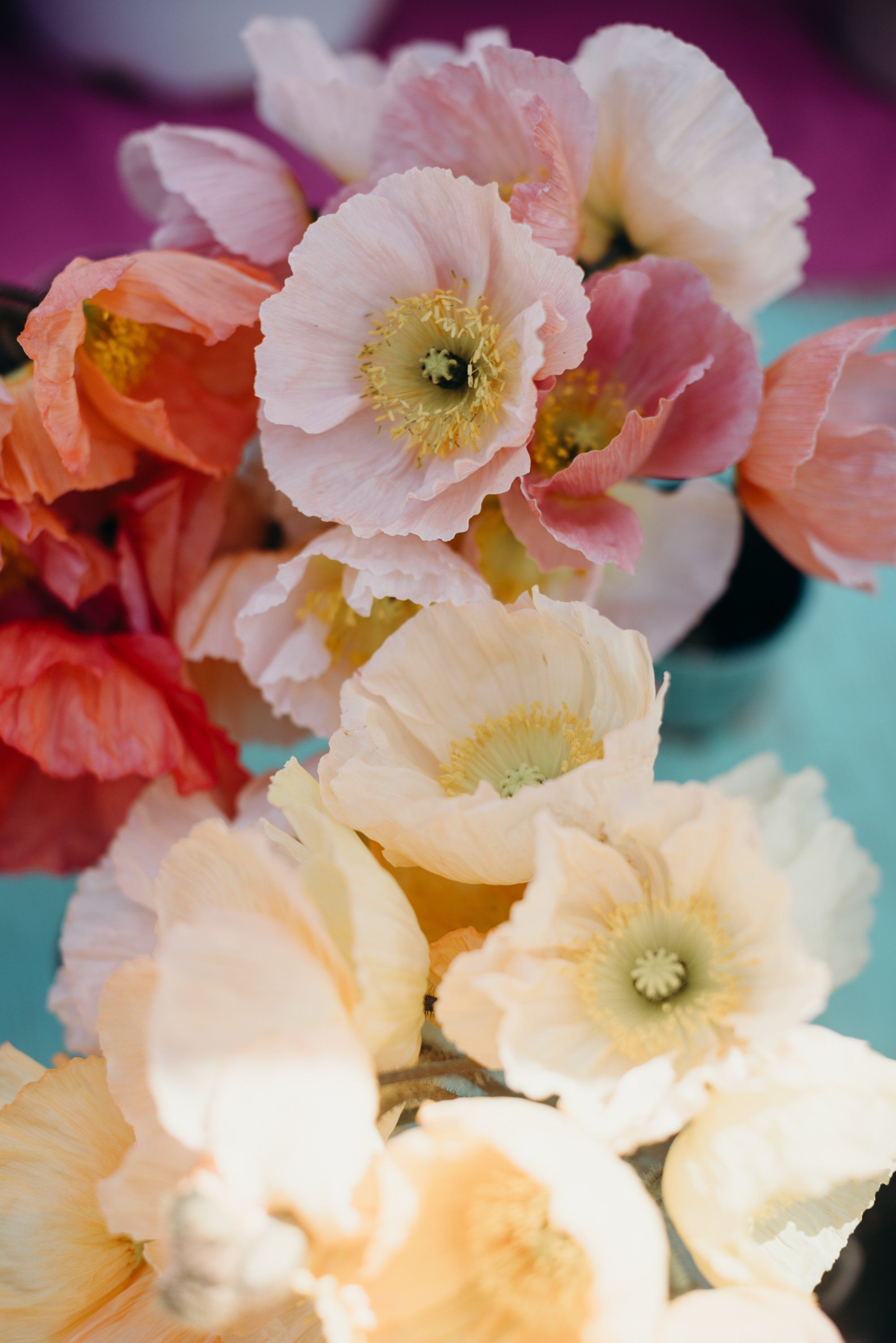 Delicate ranunculus blooms in cream, pink, and coral with golden centers against a soft purple and turquoise background