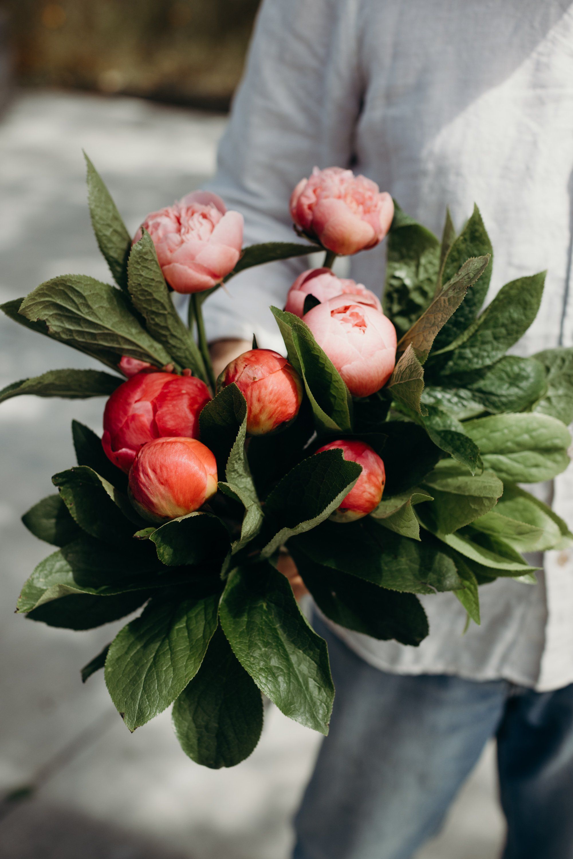 Person in light gray sweater holding a bouquet of coral and red peonies with green foliage in bright sunlight