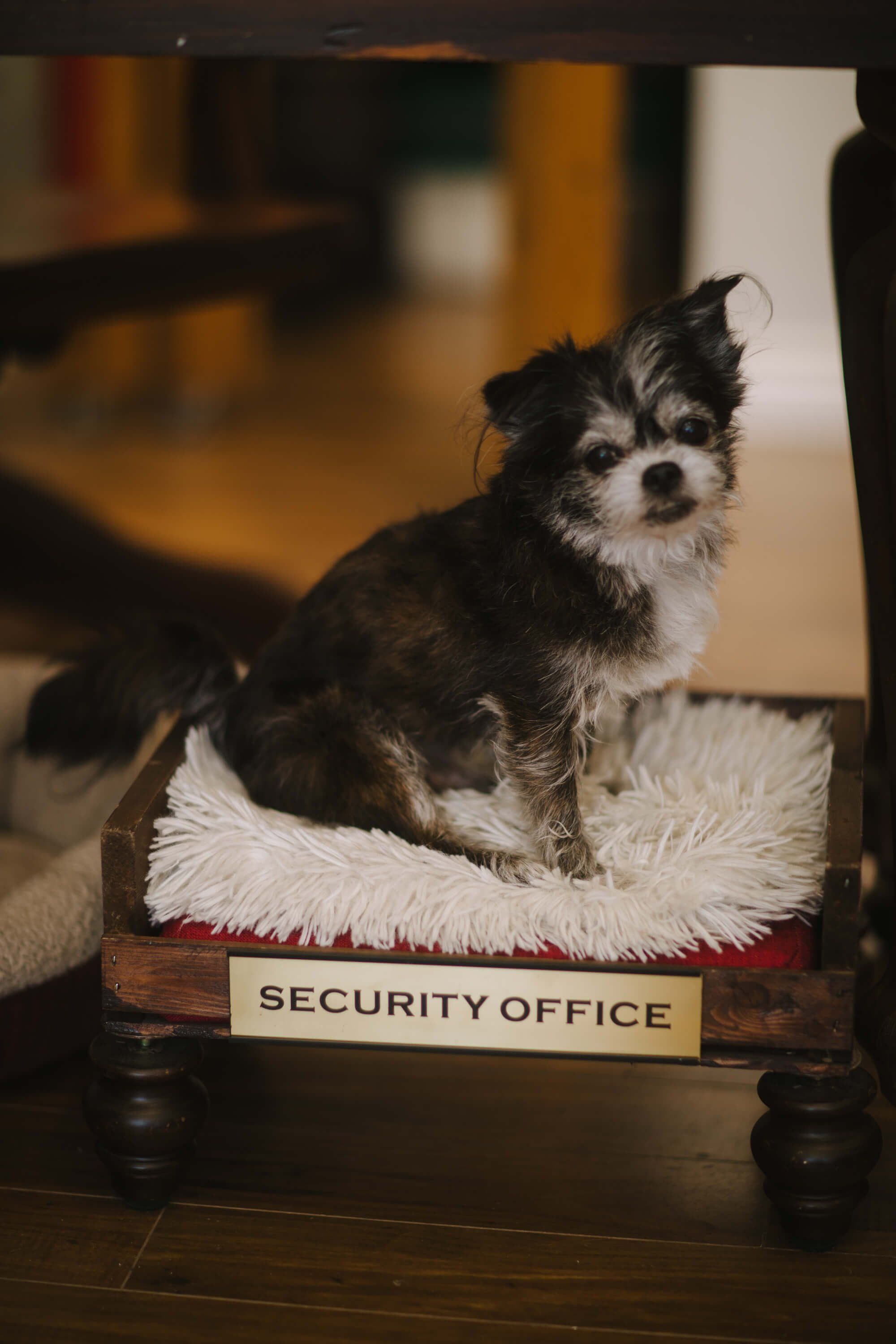 Small black and white dog wearing official "Security Office" badge sits alert on fuzzy white mat indoors