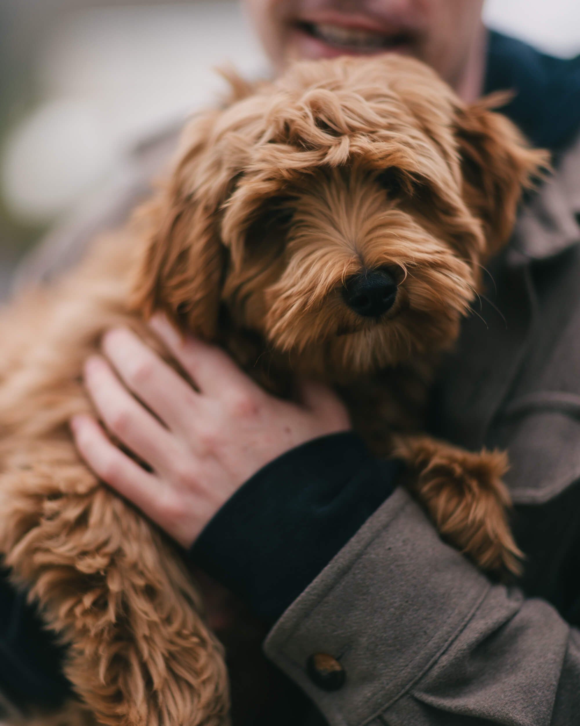 Person in grey blazer cradling apricot-colored doodle dog at outdoor market, soft natural light