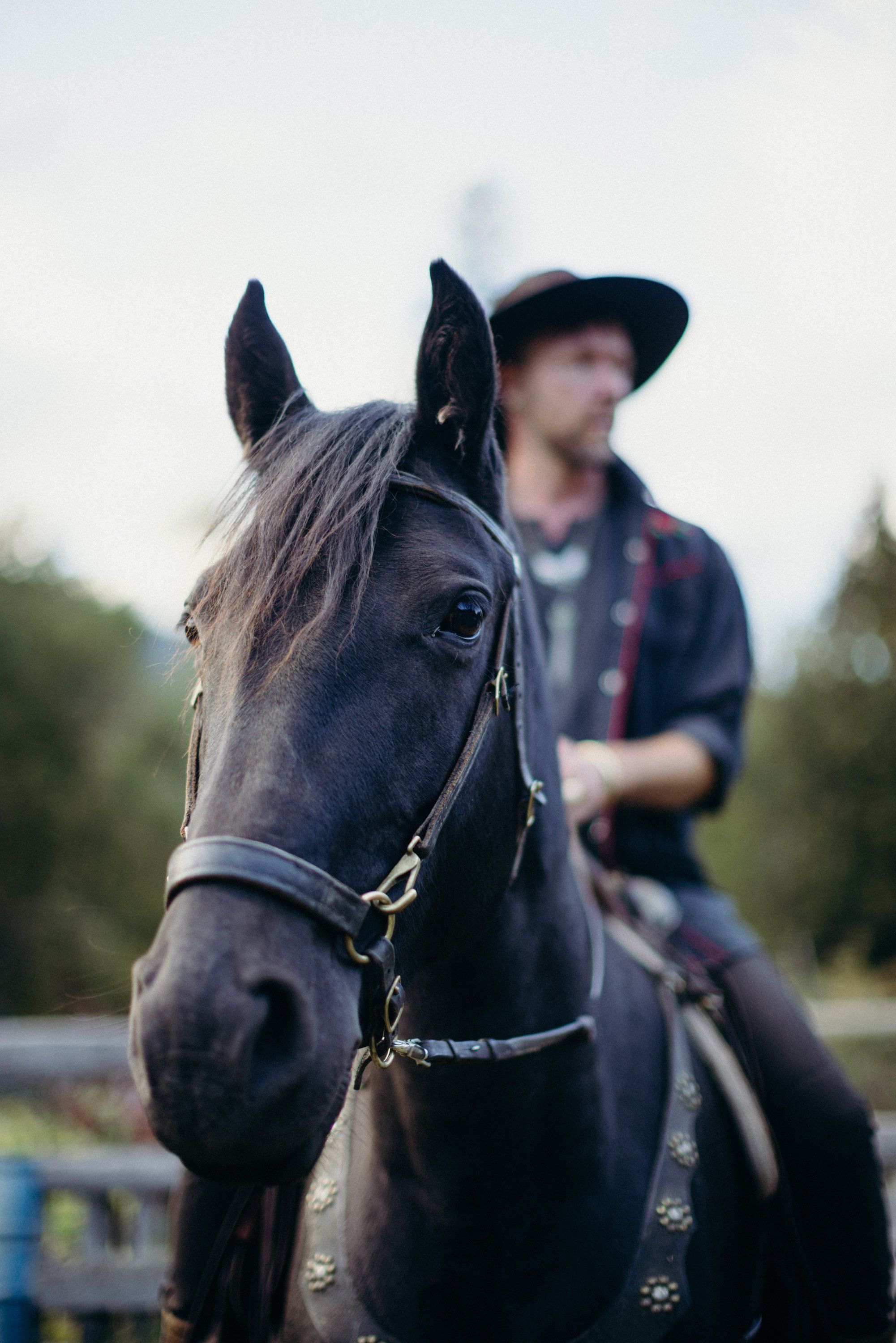 Dark horse with halter and bridle stands in sharp focus while cowboy in plaid shirt and hat blurs in background at rural farm