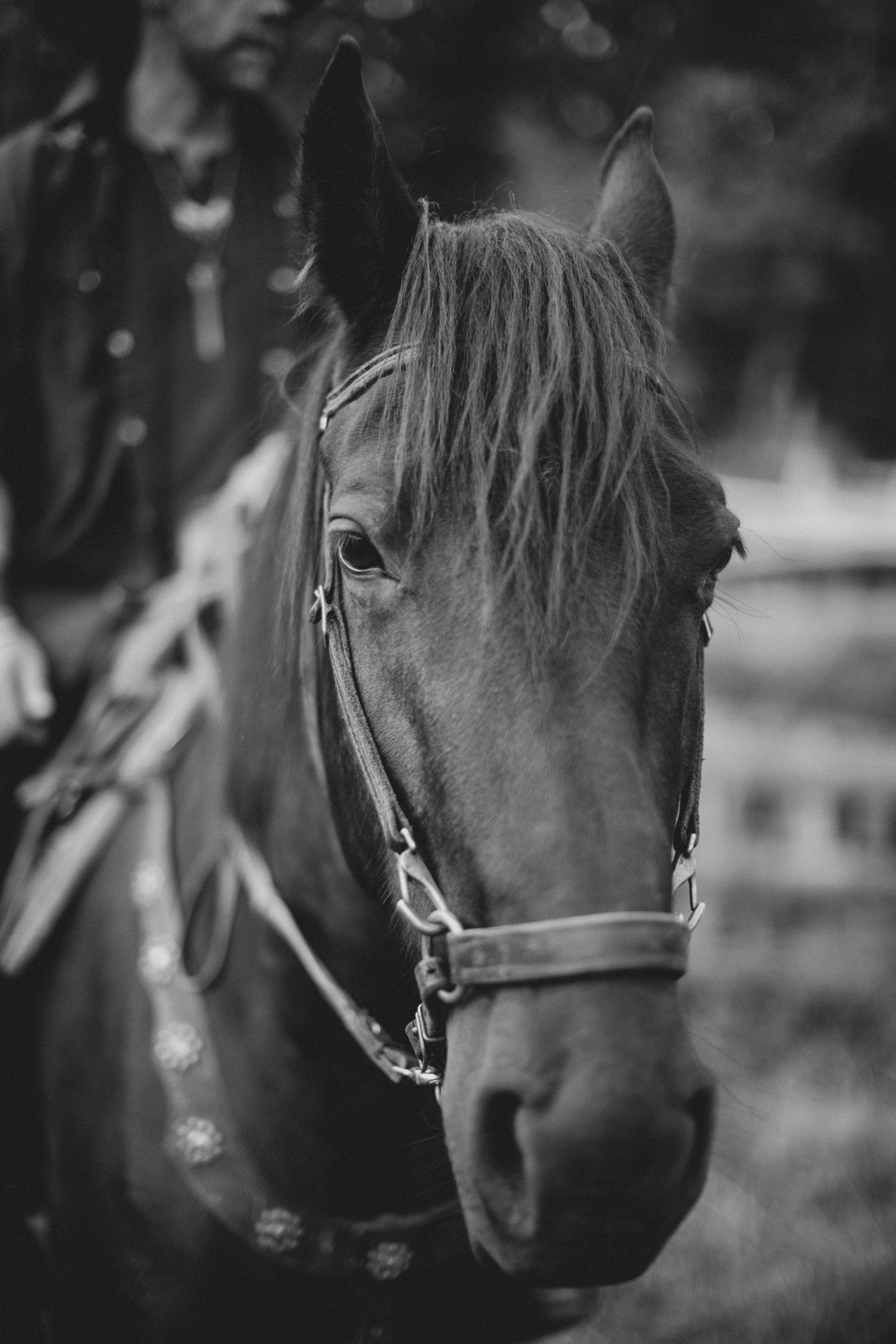 Close-up portrait of a horse wearing a halter, shot in black and white with soft, diffused light highlighting its mane and gentle expression